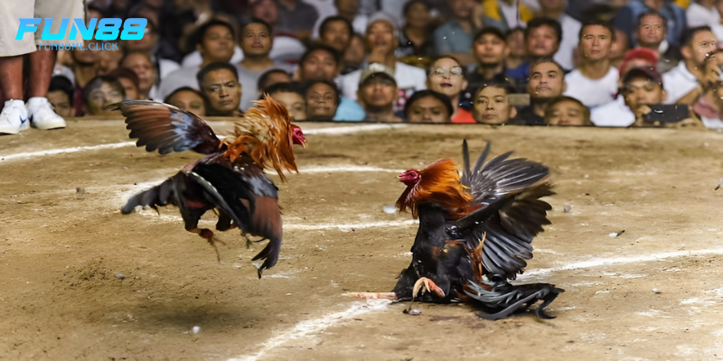Ưu điểm khi xem đá gà tại Fun88