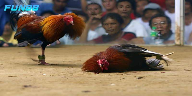 Đôi nét về Đá gà Fun88